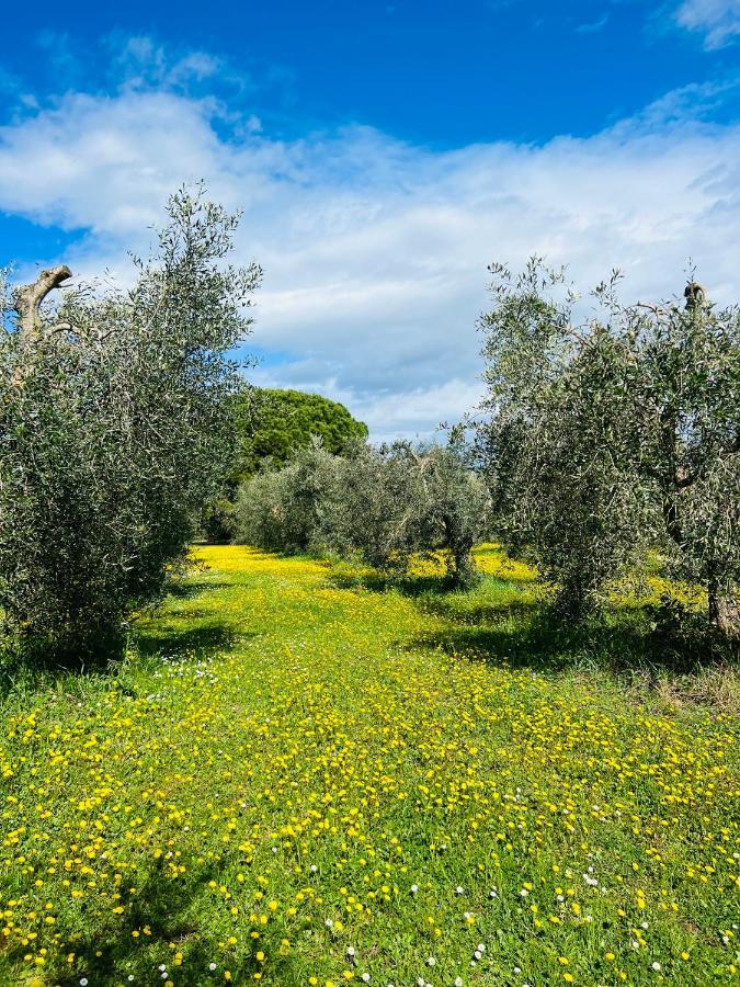Ansedónia B&B Valle D'Oro מראה חיצוני תמונה