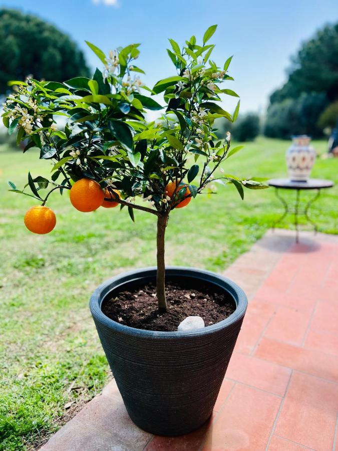 Ansedónia B&B Valle D'Oro מראה חיצוני תמונה